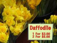 Daffodile