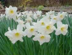 Dafs