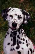 Dalmatien