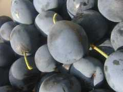 Damson