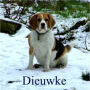 Dieuwke