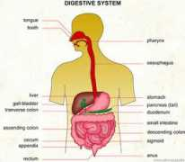 Digestive