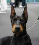 Dobermans