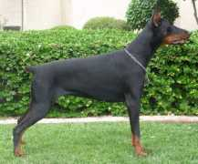 Dobermans