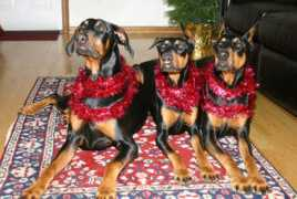 Dobermen