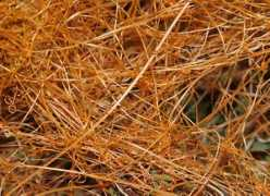 Dodder