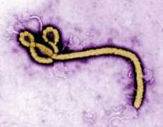 Ebolo