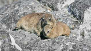 Hyrax