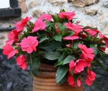 Impatiens