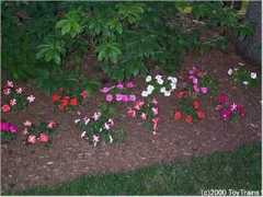 Impatiens