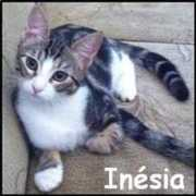 Inesia