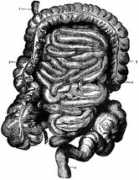 Intestine