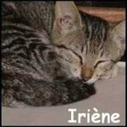 Iriene