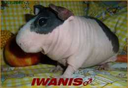 Iwanis