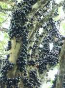 Jabuticaba