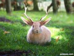 Jackalope