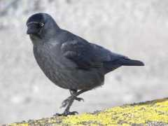 Jackdaw