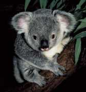 Koalabear