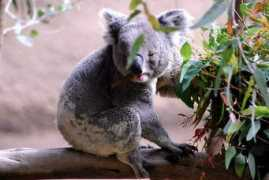 Koalabear