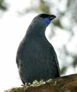 Kokako