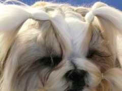 shih-tzu.snadno.eu Lenshi