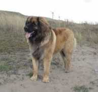 Leonberger