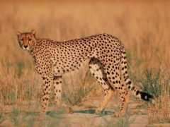 Leopar