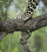 Leoparda