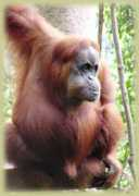 Leuser