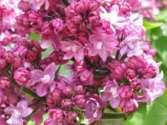 Lilas