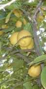 Limon