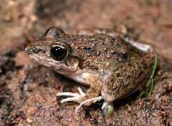 Litoria