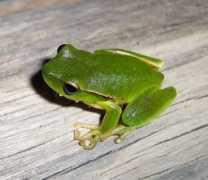 Litoria