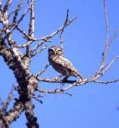 Littleowl