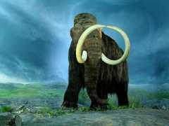 Mamut