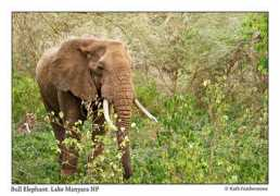 Manyara