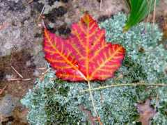 Mapleleaf