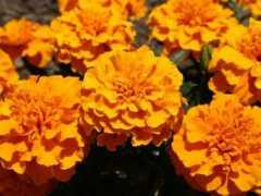 Marigolds