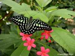 Mariposas