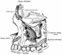 Maxilla