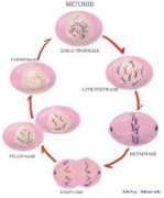 Mitosis