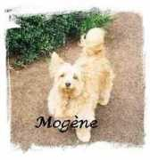 Mogene