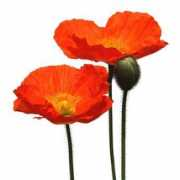 Mohn