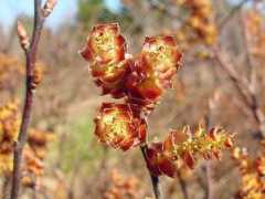 Myrica