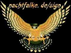 Nachtfalke