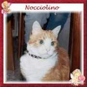 Nocciolino