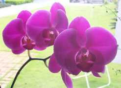Orchida