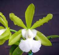 Orquis