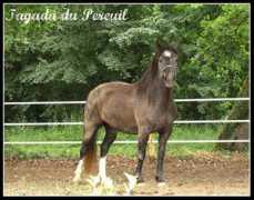 Pereuil