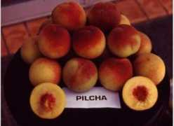 Pilcha